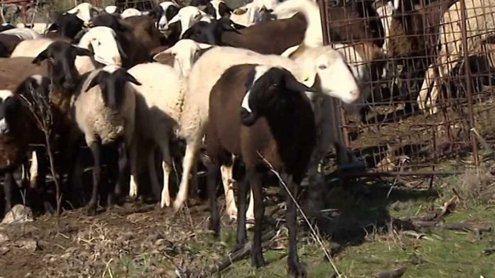 Agrosfera - 14/01/17 - ver ahora