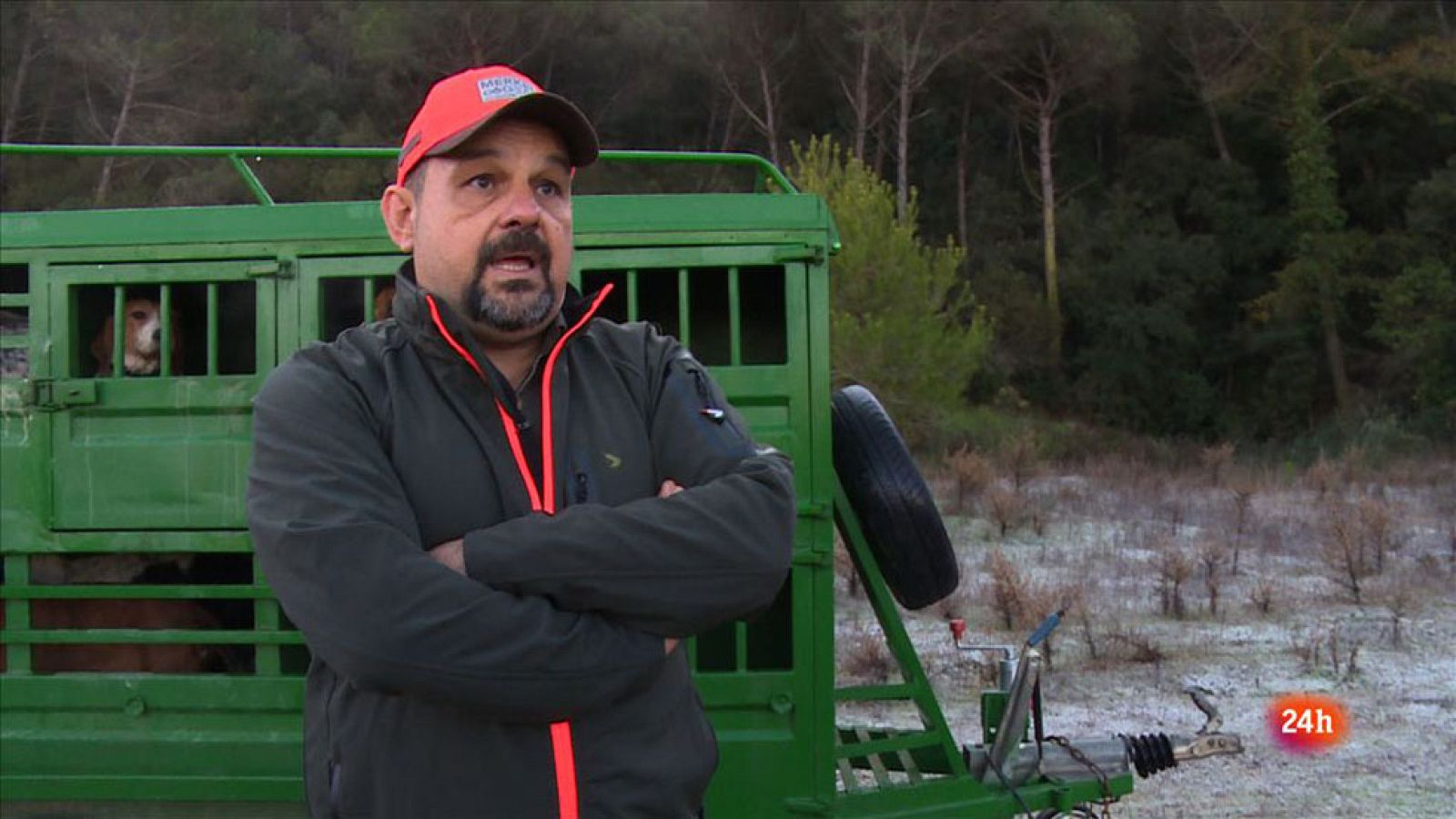 En esta temporada se han cazado entre 40 y 50 mil ejemplares, y en 2015 fueron 30 mil jabalís - Repor | Ver