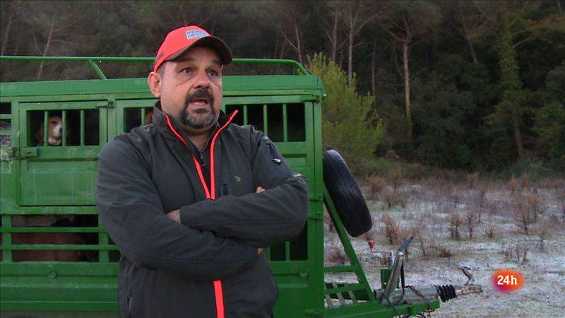 En esta temporada se han cazado entre 40 y 50 mil ejemplares, y en 2015 fueron 30 mil jabalís - Repor | Ver