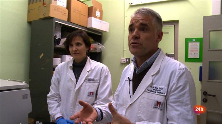 Repor - Las vacunas con hormonas impiden la voluntad de buscar territorio y el deseo de buscar nuevos espacios de reproducción