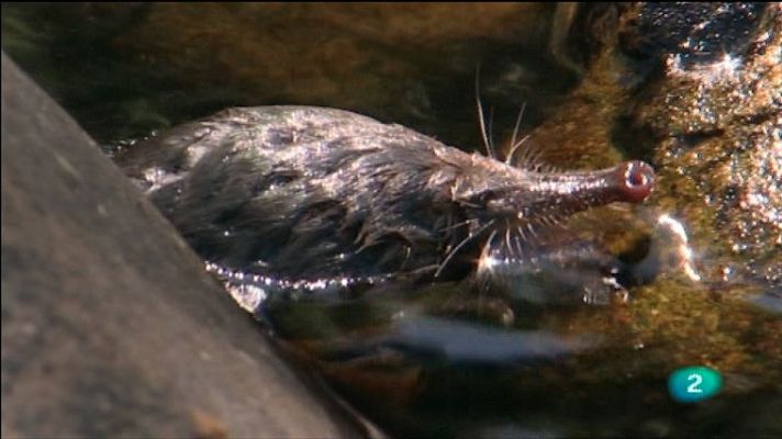 La aventura del Saber - Conservando el Río Tormes