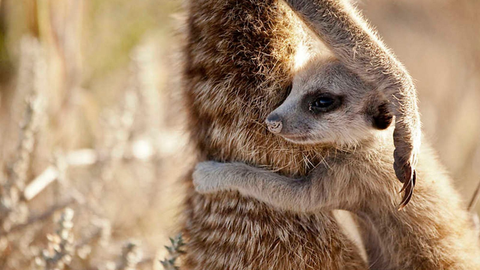 Grandes documentales - Historia de la vida: Los primeros pasos - ver ahora