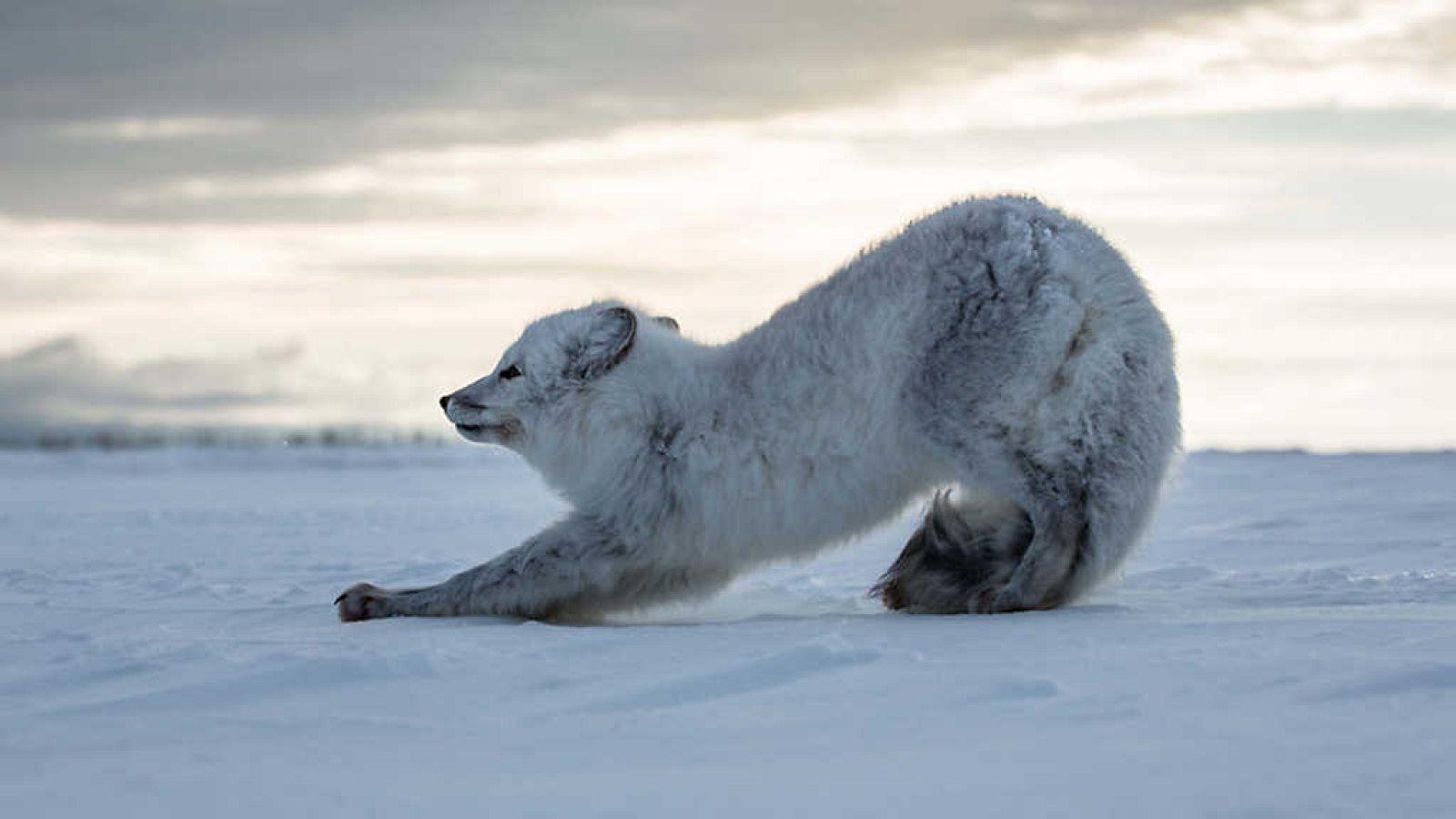 Grandes documentales - Historia de la vida: Crecer - ver ahora