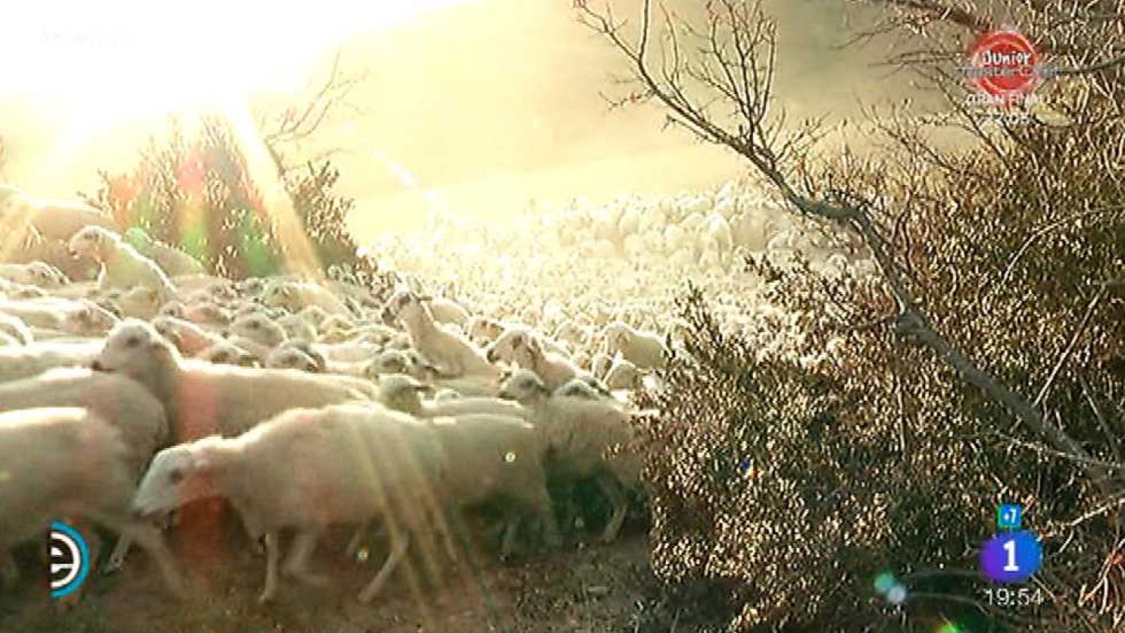 España Directo - 17/01/17 - ver ahora