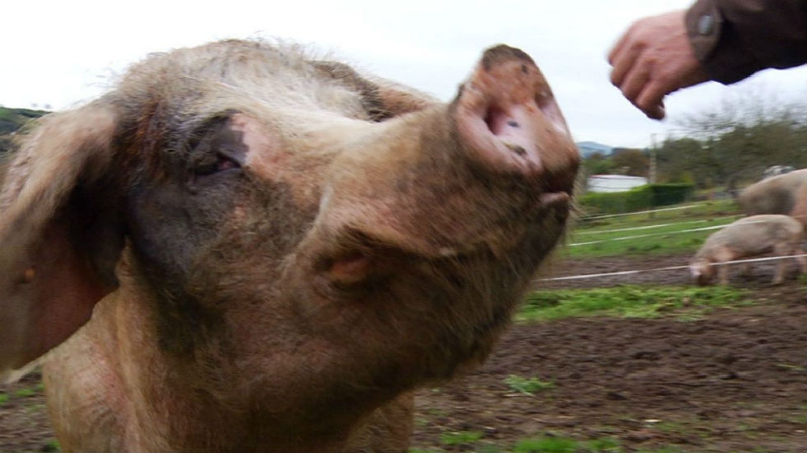 El gochu asturcelta, un cerdo con encanto