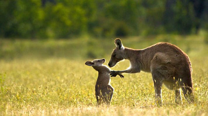 Grandes documentales - Historia de la vida: El poder