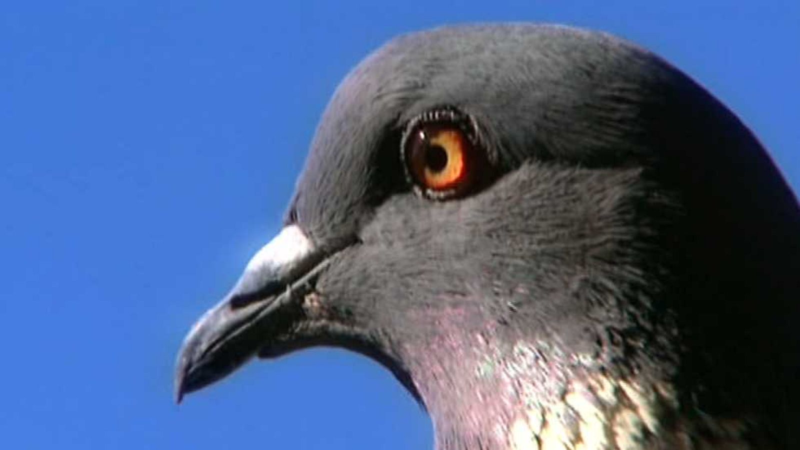 Jara y sedal - Pasión por la torcaz  - ver ahora