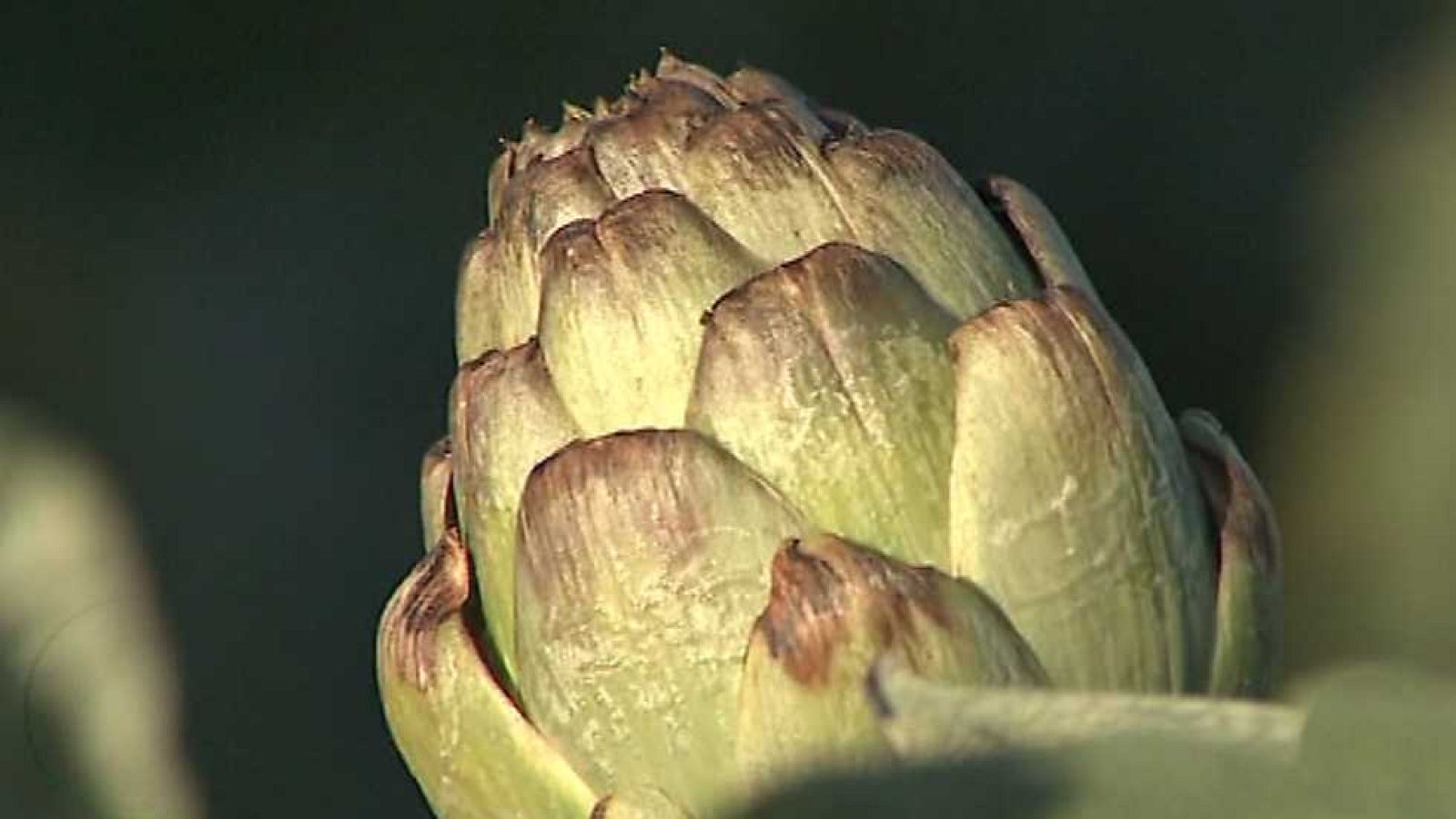 Agrosfera - 21/01/17 - ver ahora