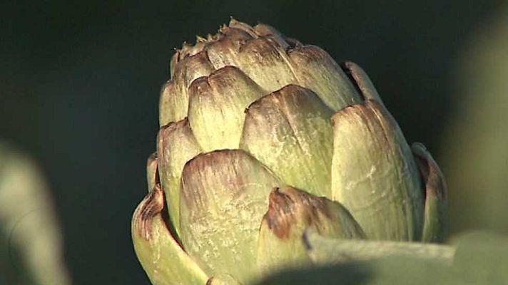 Agrosfera - Agrosfera - 21/01/17