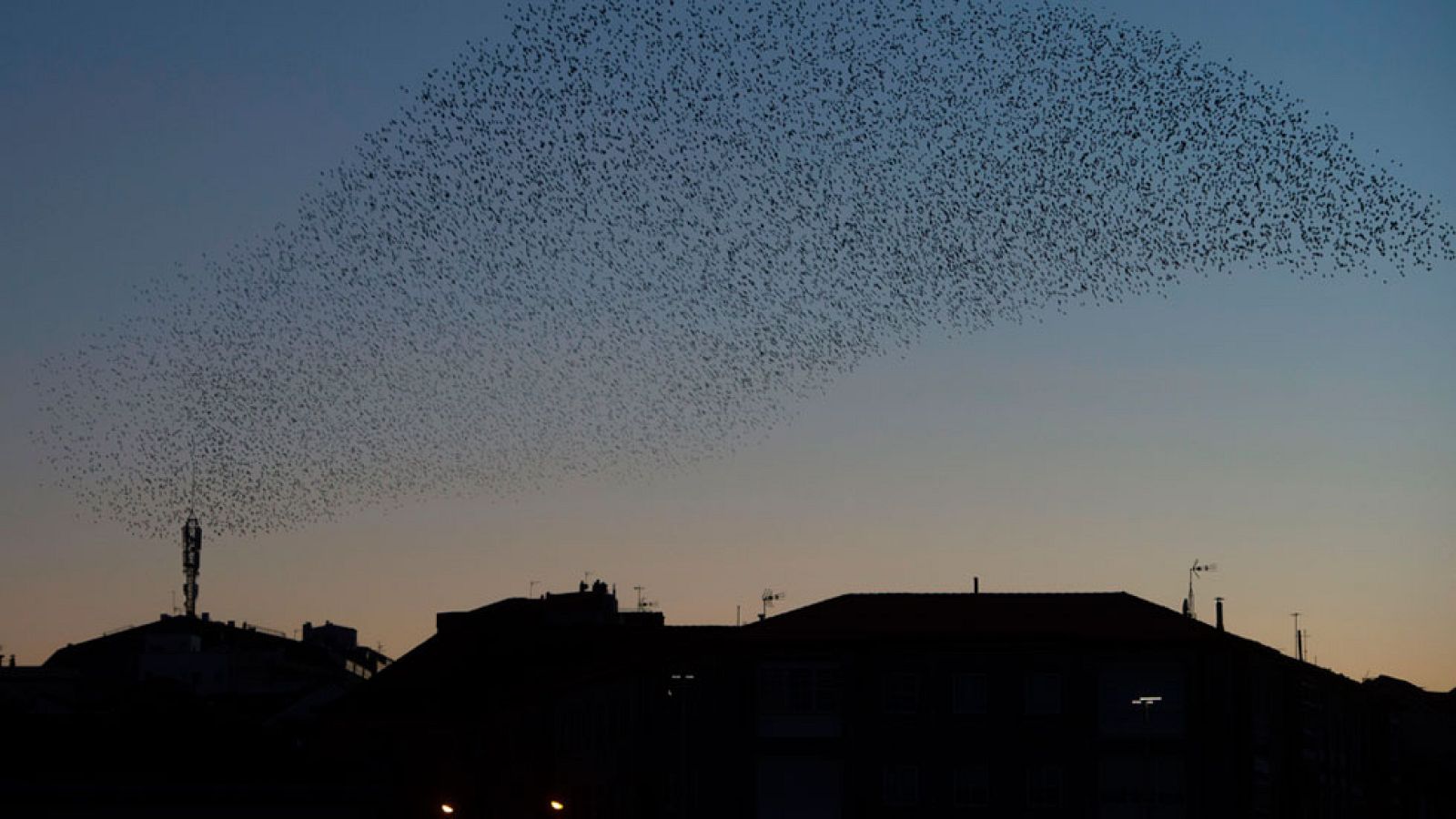 Los estorninos han elegido Pontevedra para anidar durante el invierno