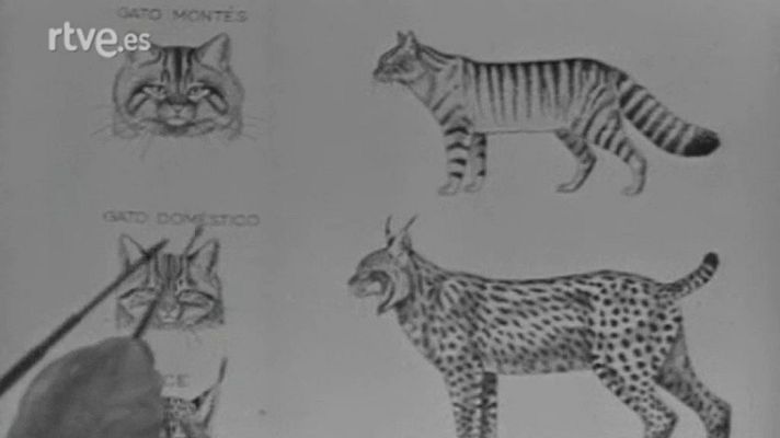 El planeta azul - La gata salvaje