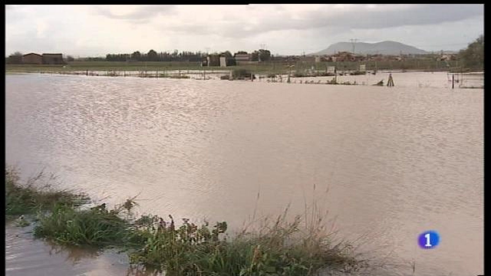 La patata de Sa Pobla, en perill per les inundacions dels sementers