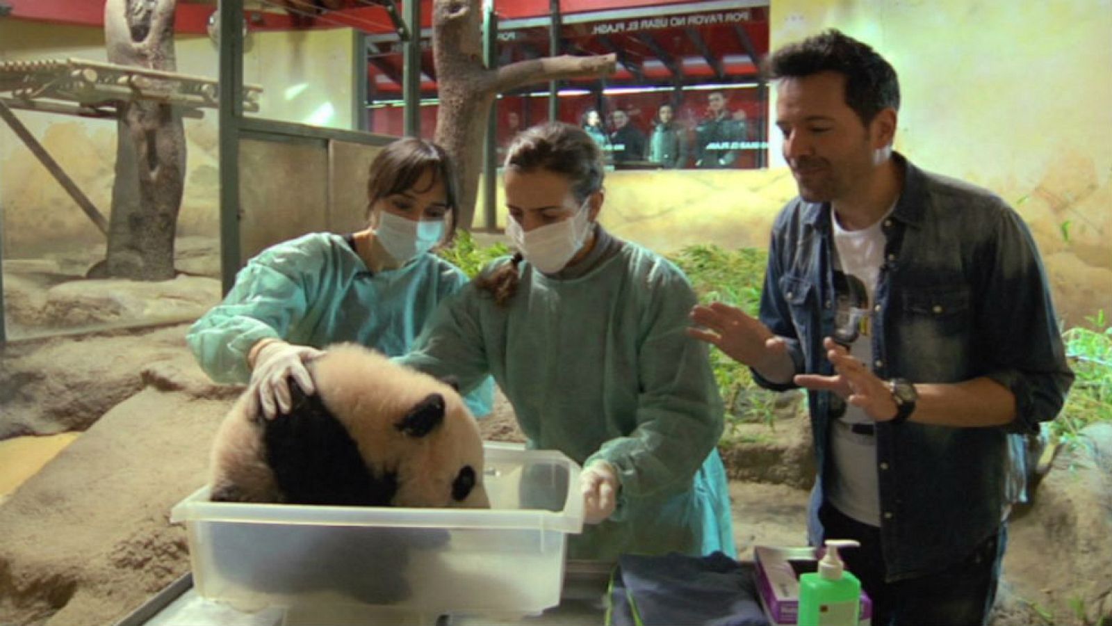 Chulina, en plena acción