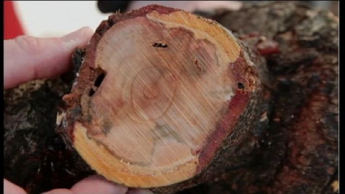 Informatiu Balear - Detectats 92 positius de xylella fastidiosa a Mallorca i Eivissa