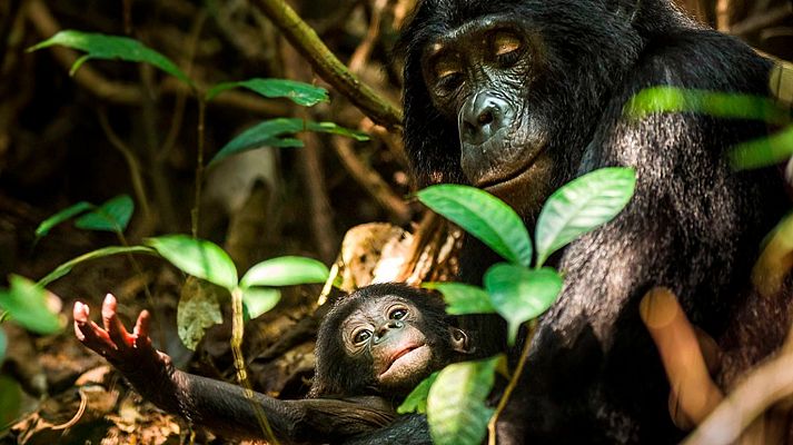 Grandes documentales - Historia de la vida: Paternidad