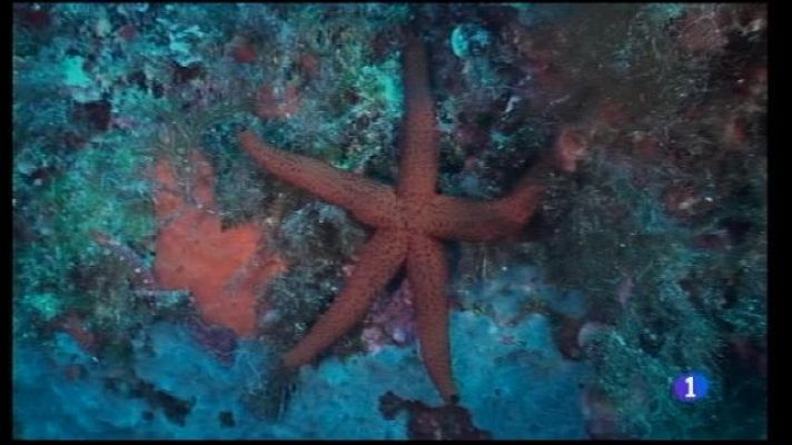 Informatiu Balear - Oceana proposa multiplicar per vuit la superfície marítima del Parc Nacional de Cabrera.