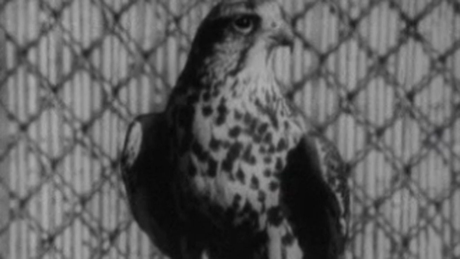 El planeta azul - Los halcones