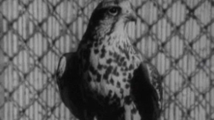 El planeta azul - Los halcones