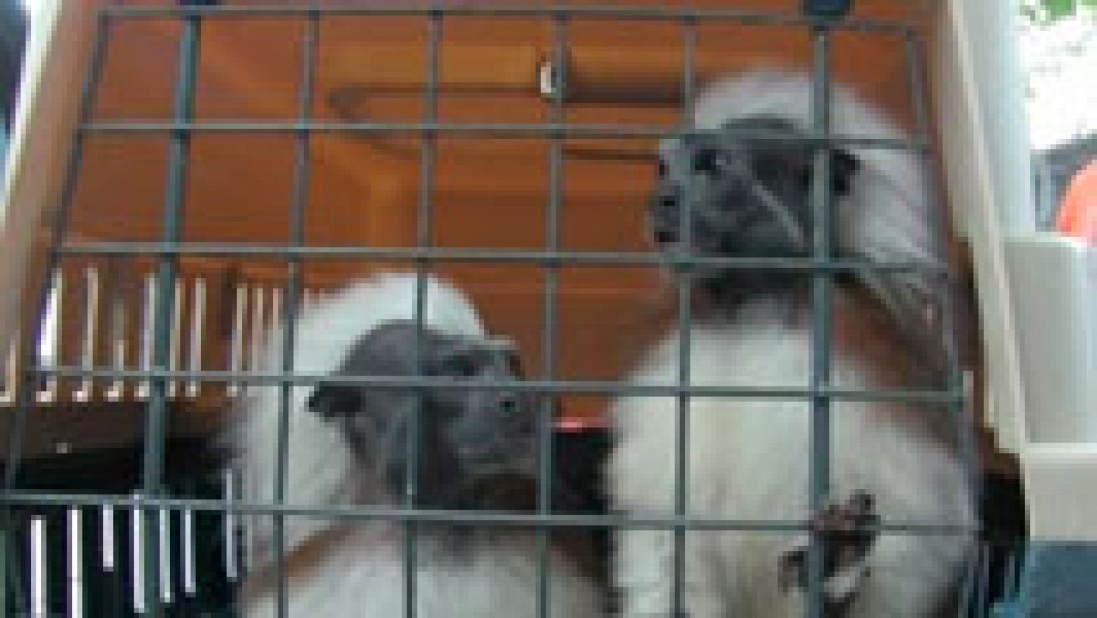 El 'negocio' del tráfico ilegal de animales exóticos 