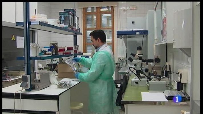 Informatiu Balear - El laboratori de sanitat vegetal analitza mostres per detectar la xylella fastidiosa