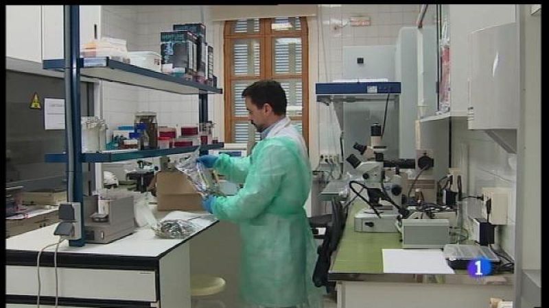 El laboratori de sanitat vegetal analitza mostres per detectar la xylella fastidiosa