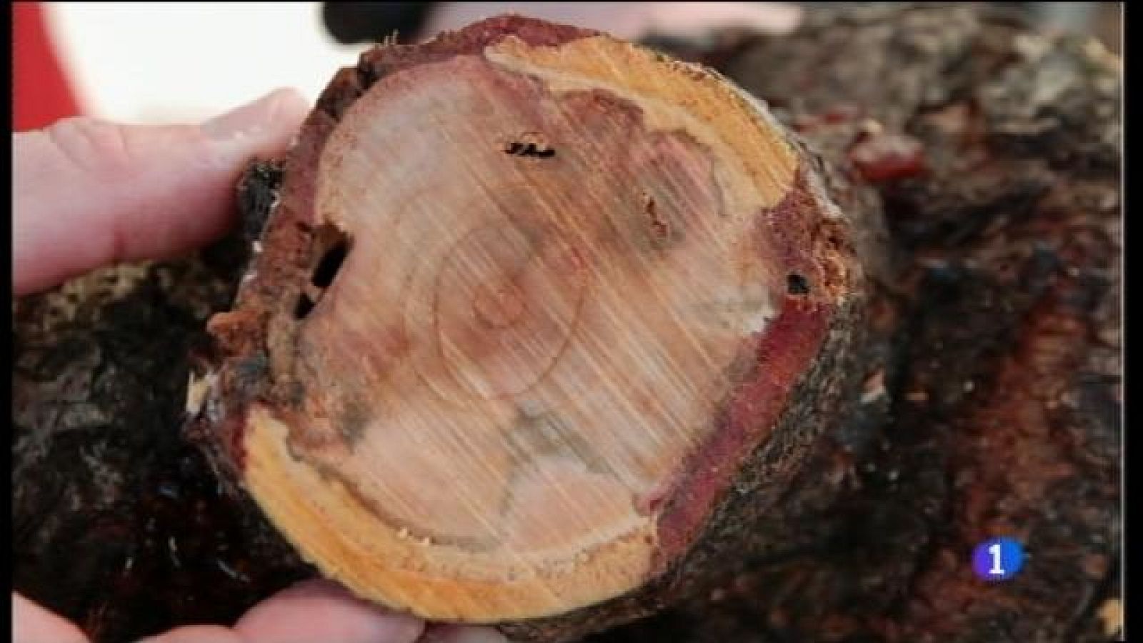 El pla de contenció a les Balears afectarà l'exportació de material de plantació