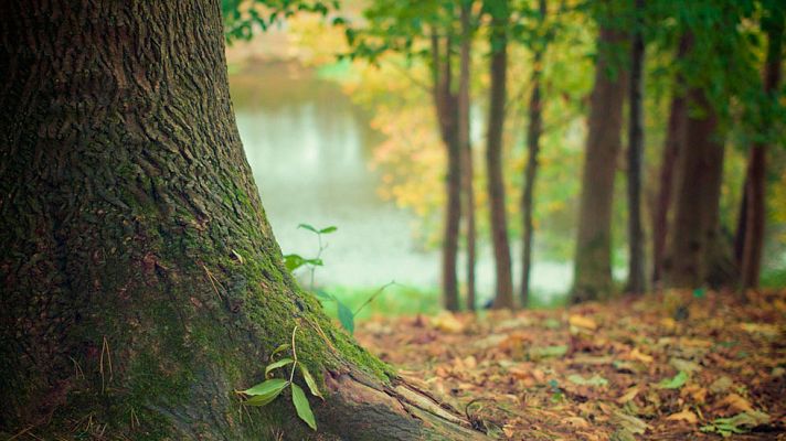 Telediario 1 - Terrinches obtiene el certificado de la Asoc. Áreas Verdes