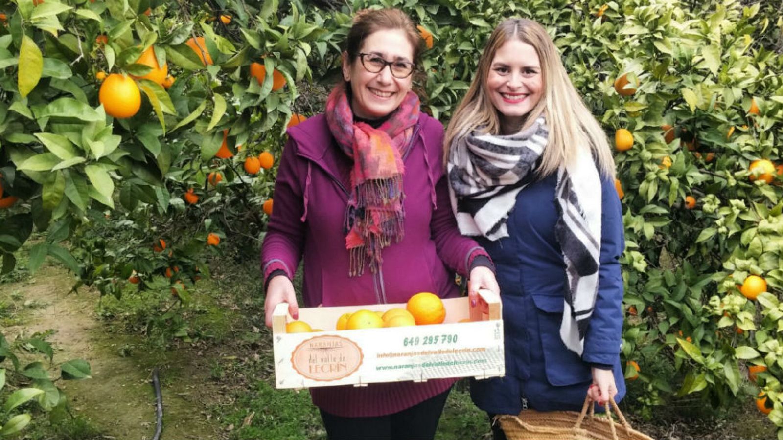 Naranjas al calor de un olivo
