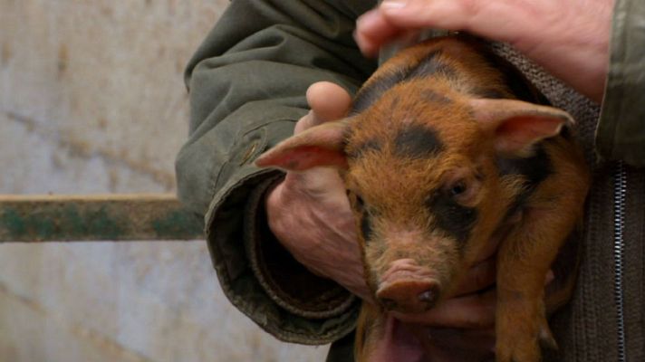 Aquí la Tierra - Cerdos únicos