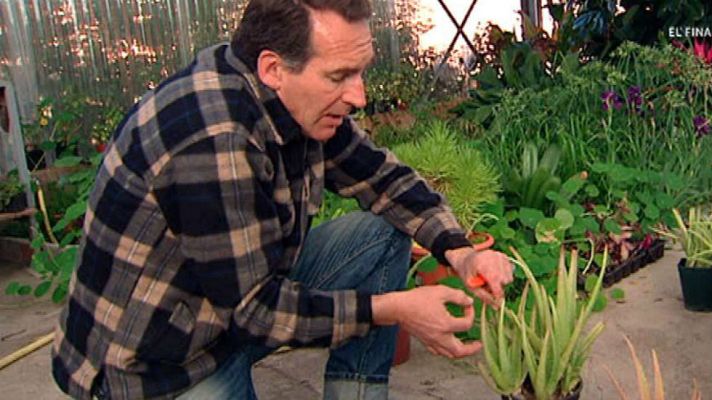 Aquí la Tierra - Aloe vera, la planta mágica