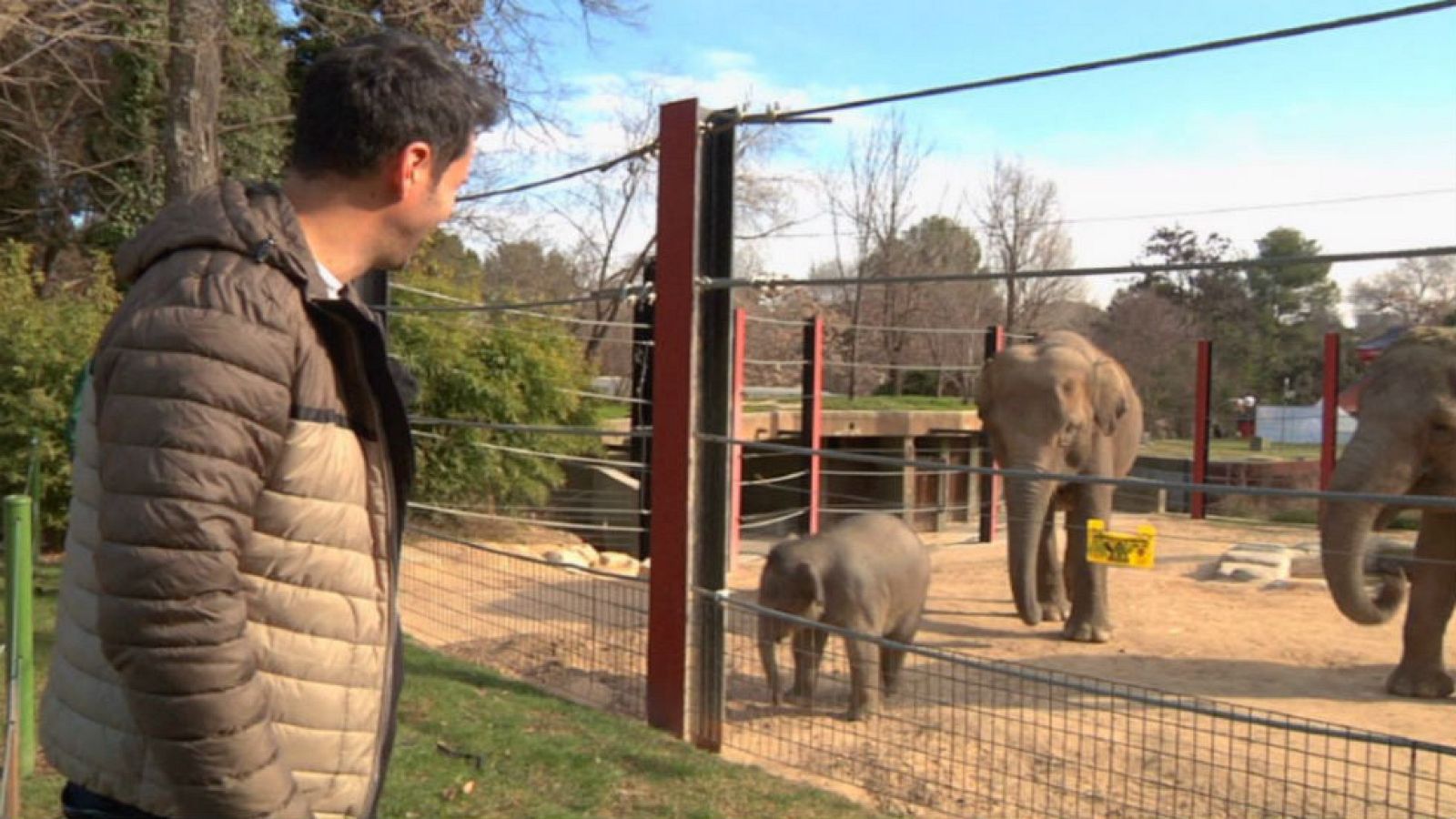 Lo que no sabías de los elefantes