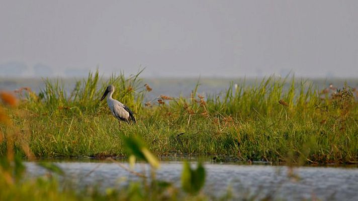 Telediario 1 - Los humedales, un tesoro ecológico amenazado