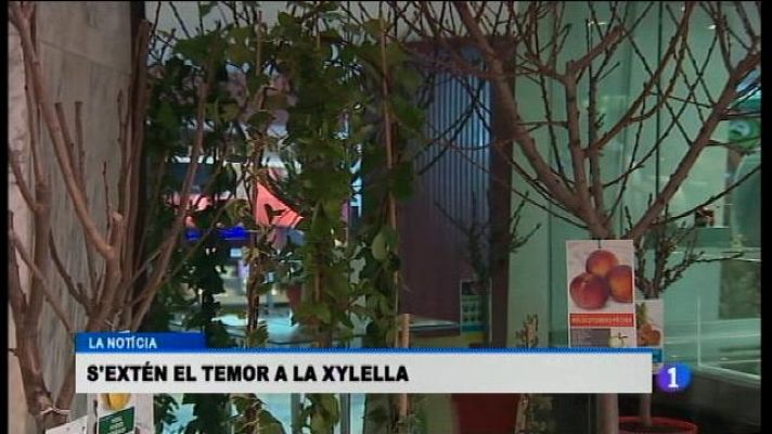 Informatiu Balear - Les Balears són oficialment zona infectada per la xylella fastidiosa