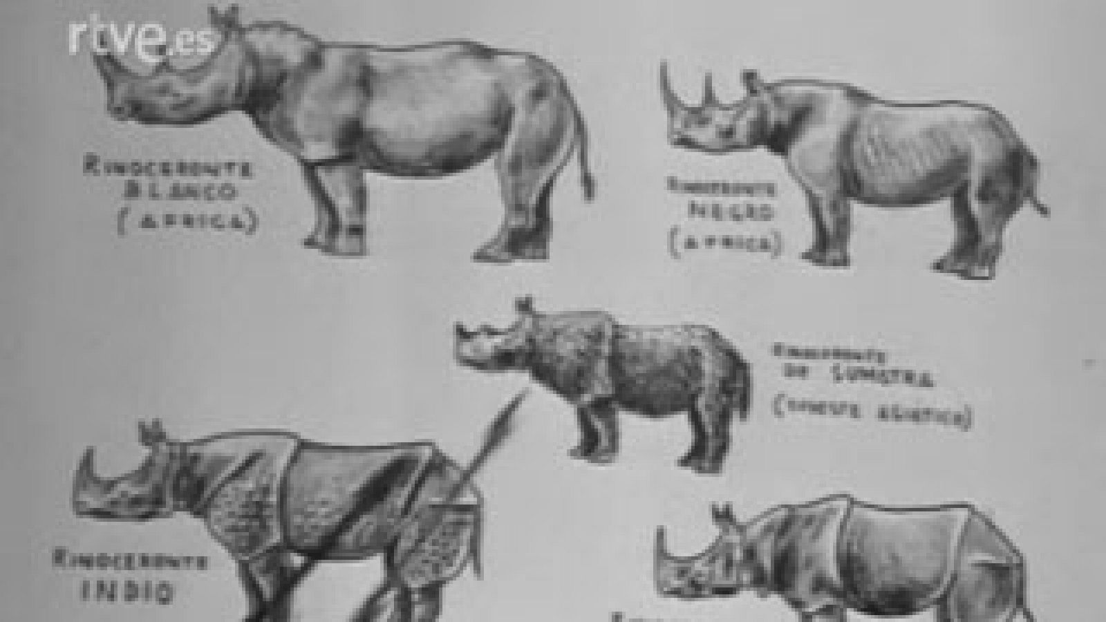 El planeta azul - Gigantes en peligro