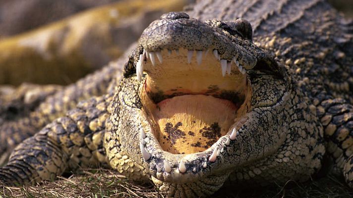 Grandes documentales - Secretos de la Australia salvaje: La laguna