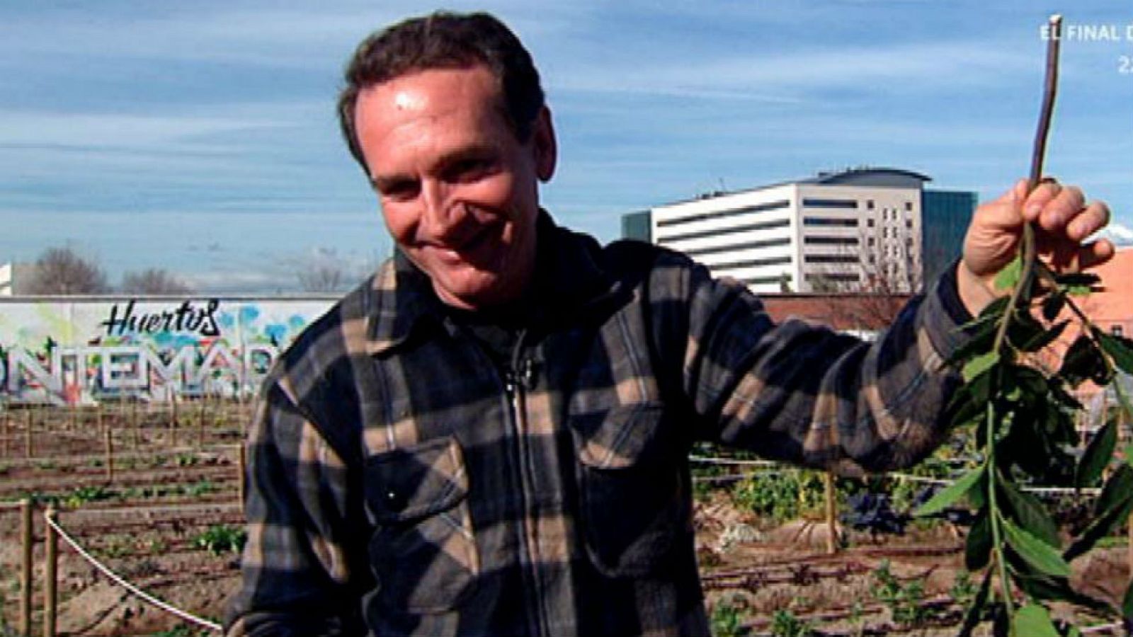 Cómo plantar laurel en casa