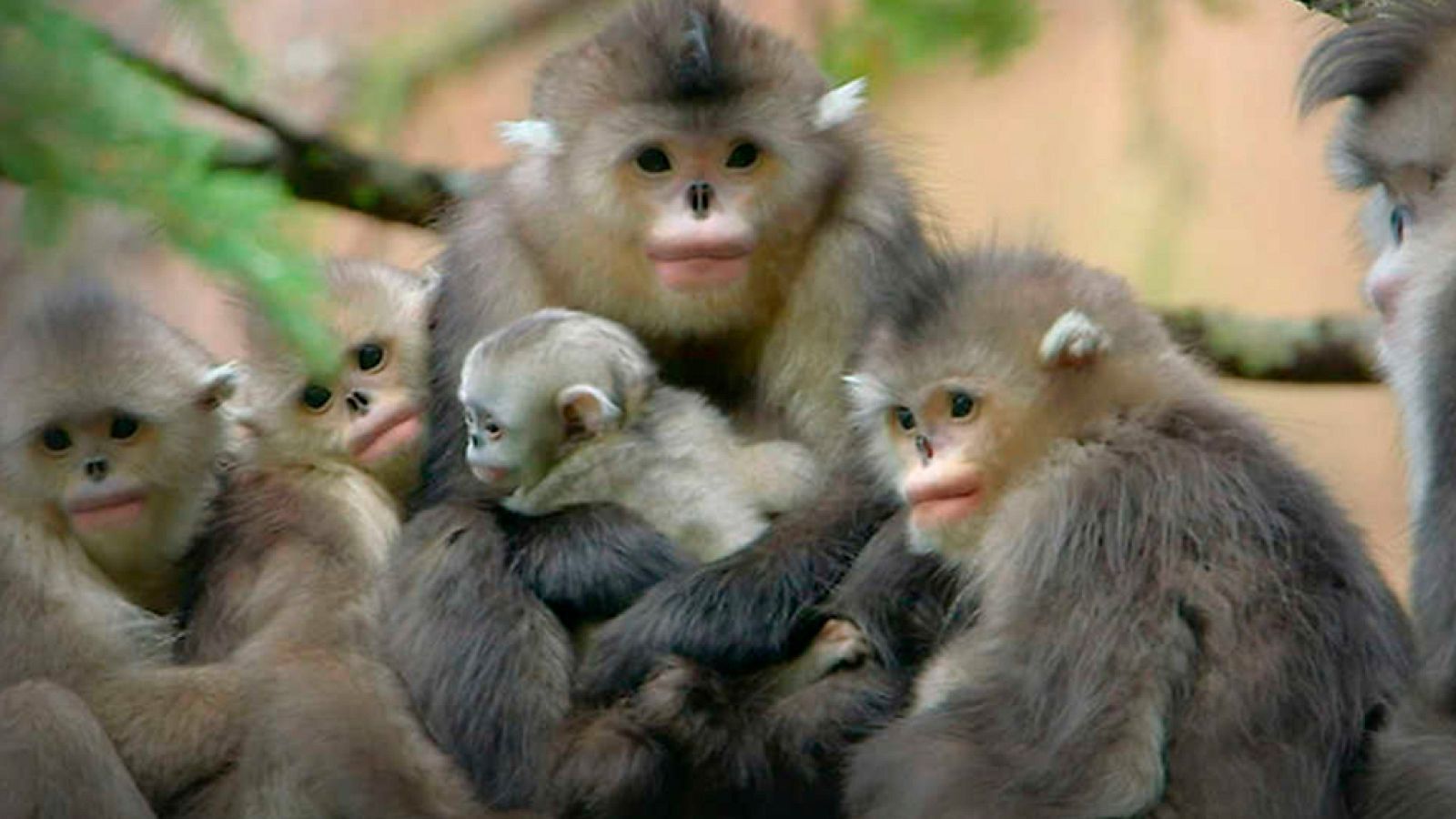 Grandes documentales - Los misteriosos monos de Shangri-La - ver ahora