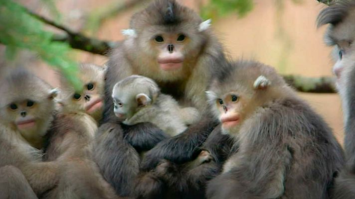 Grandes documentales - Los misteriosos monos de Shangri-La