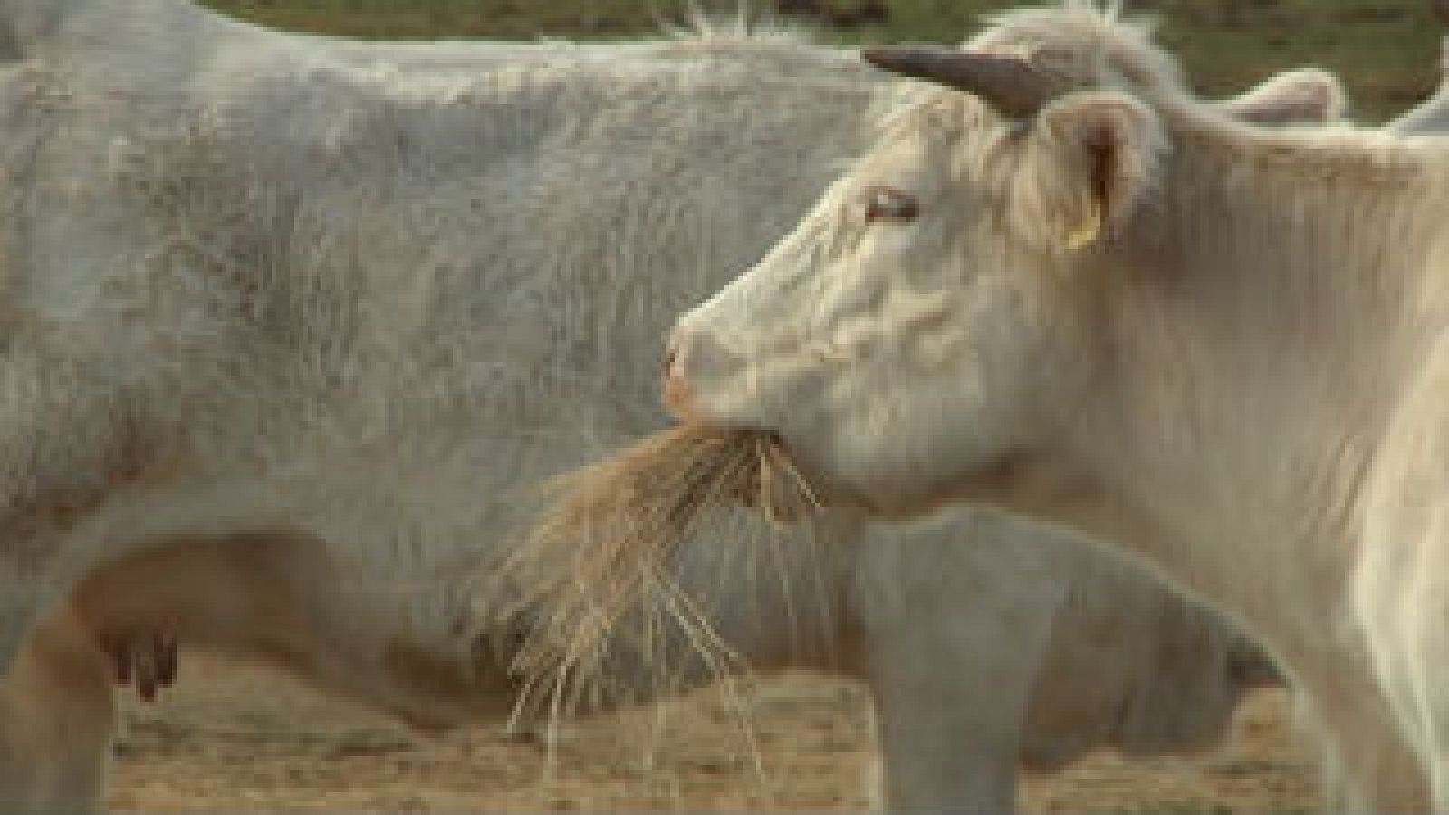 Lo que no sabías sobre los bueyes