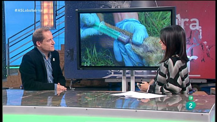 La aventura del Saber - El lobo ibérico