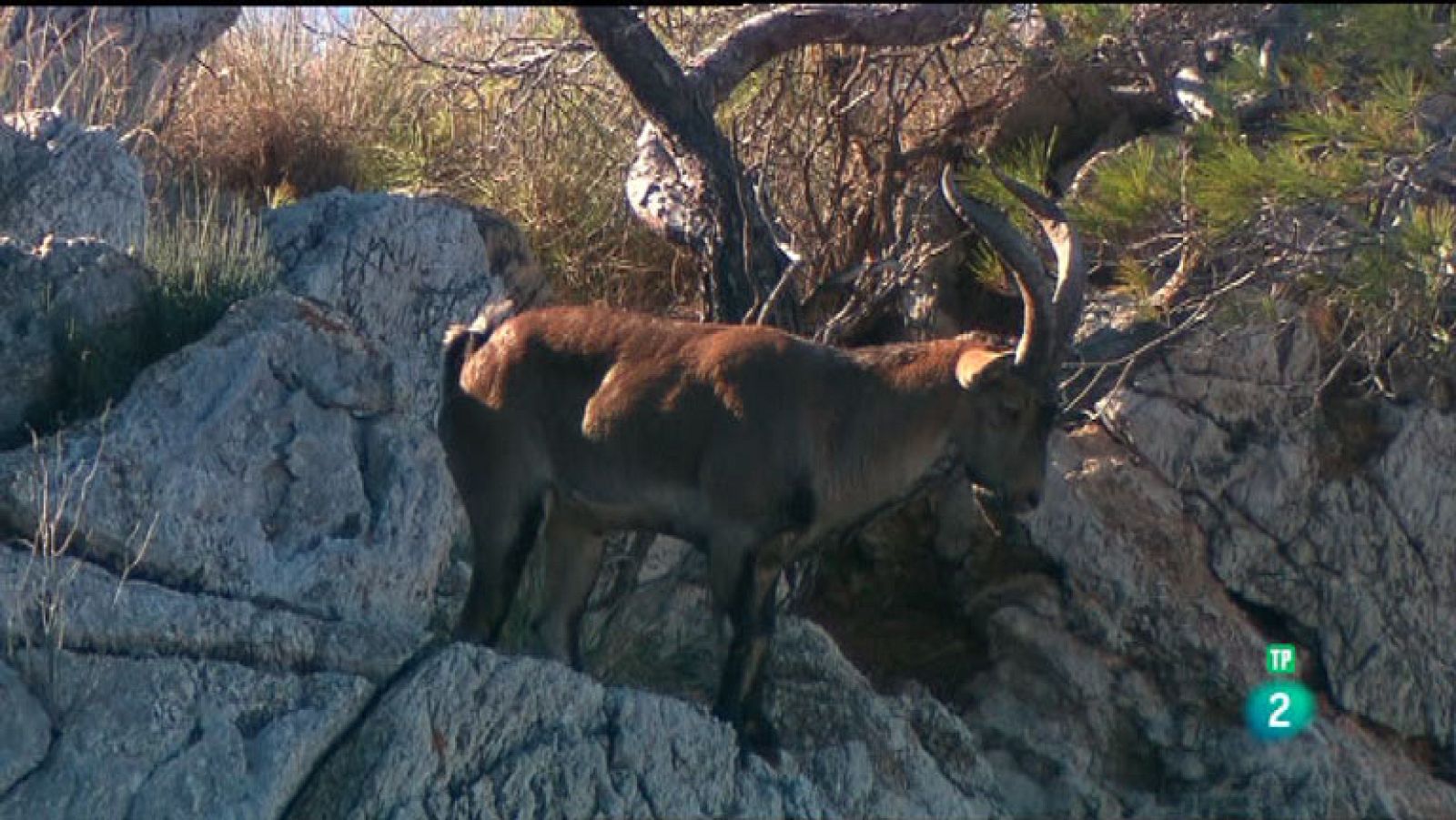 La Aventura del Saber. TVE. Acróbatas. Ugo Mellone