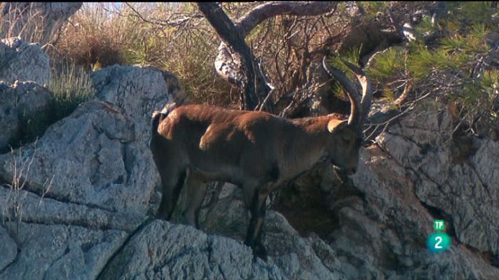La aventura del Saber - Acróbatas