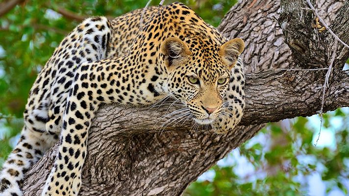 El documental - Un mundo aparte: Los reinos olvidados de África