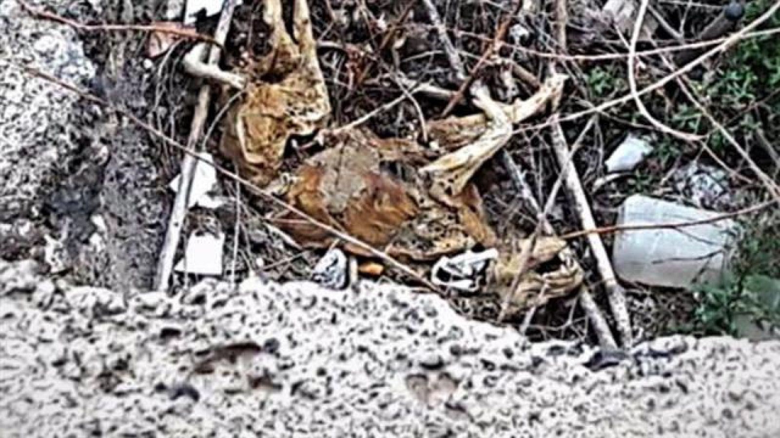 Canarias en 2' - 20/02/2017