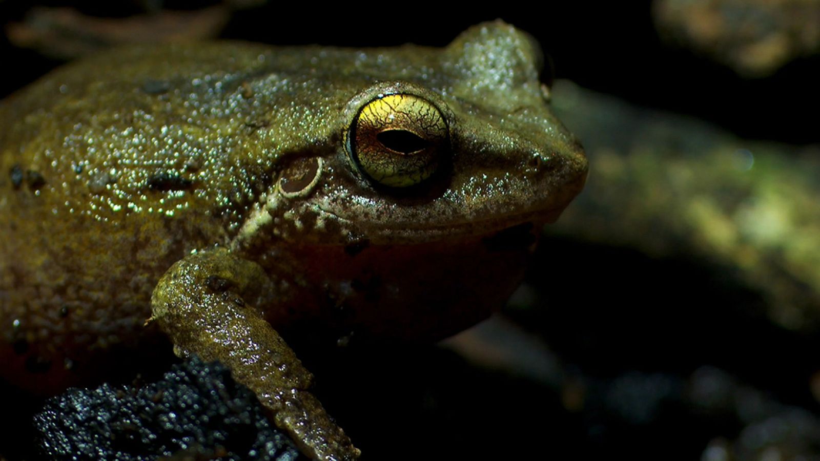 Grandes documentales - Hawai salvaje - ver ahora