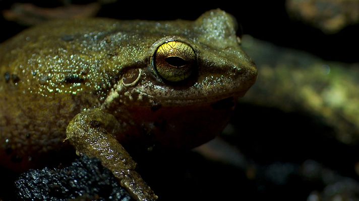 Grandes documentales - Hawai salvaje