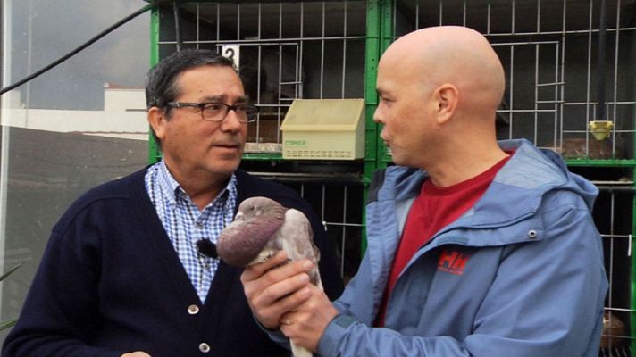 Aquí la Tierra - El palomo marchenero