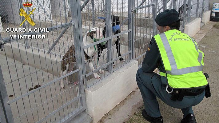 Telediario 1 - Muere un hombre tras ser atacado por cinco perros de raza peligrosa en Alicante