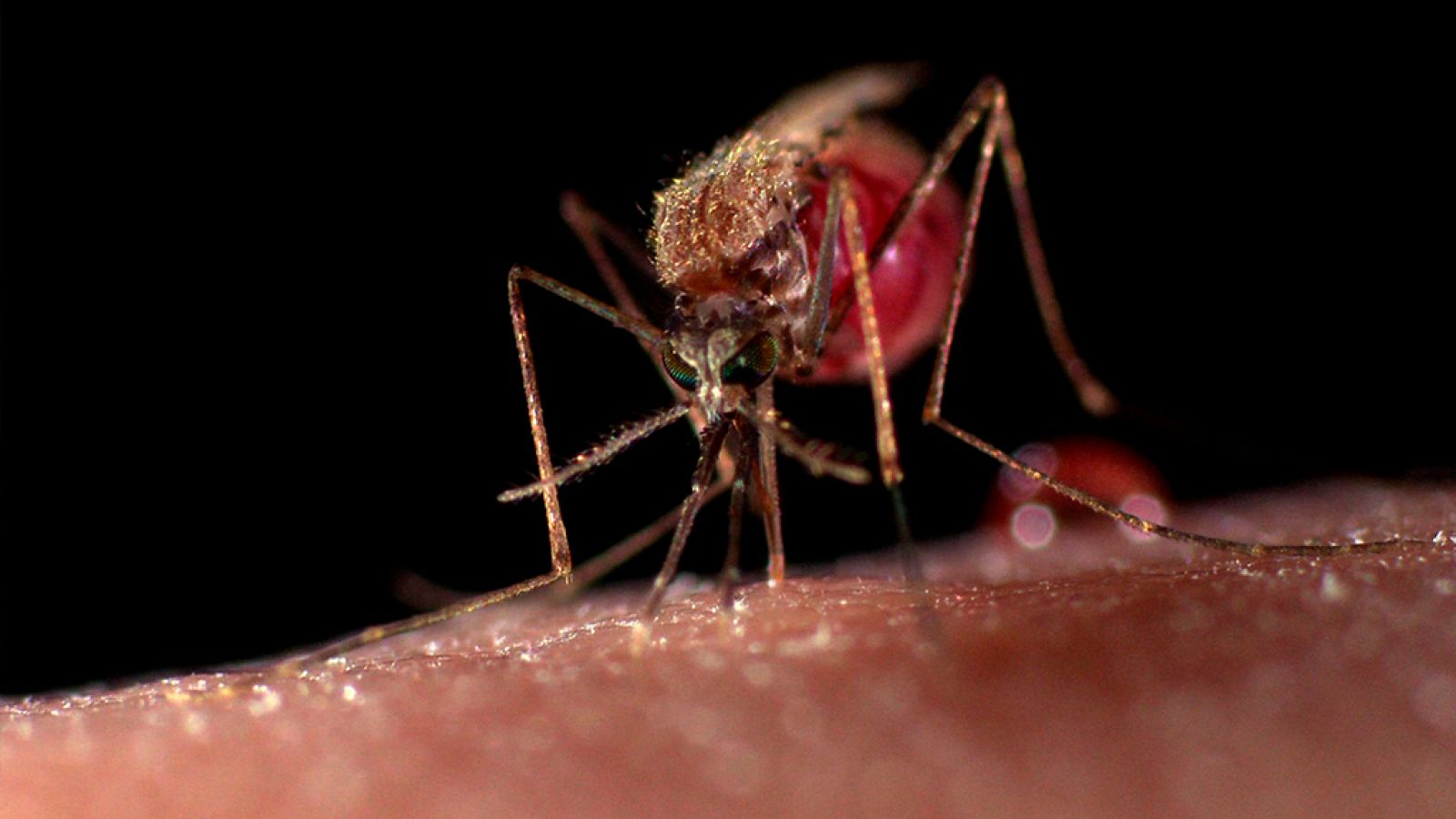 Documentos TV - Cazadores de virus - ver ahora