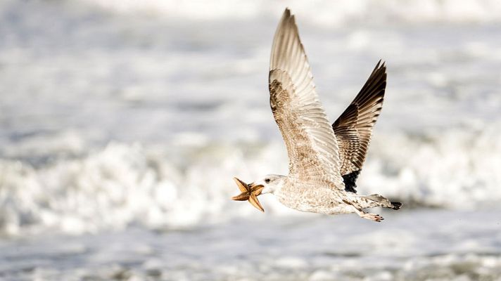 El tiempo - El litoral mediterráneo andaluz, en aviso por riesgo por fuerte oleaje